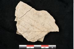 Foto (Detailansicht) von Sorbus aria Crantz (NHMW-GEO-2024-0188-11352)